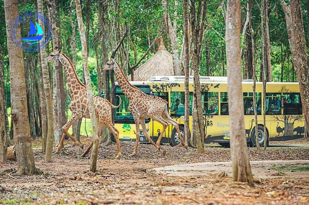 Tour Du Lịch Phú Quốc 4 Ngày 3 Đêm 22 VINPEARL SAFARI PHU QUOC 44