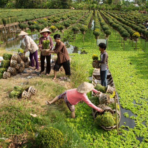 Tour Du Lịch Sinh Thái: TP HCM - Mỹ Tho - Bến Tre